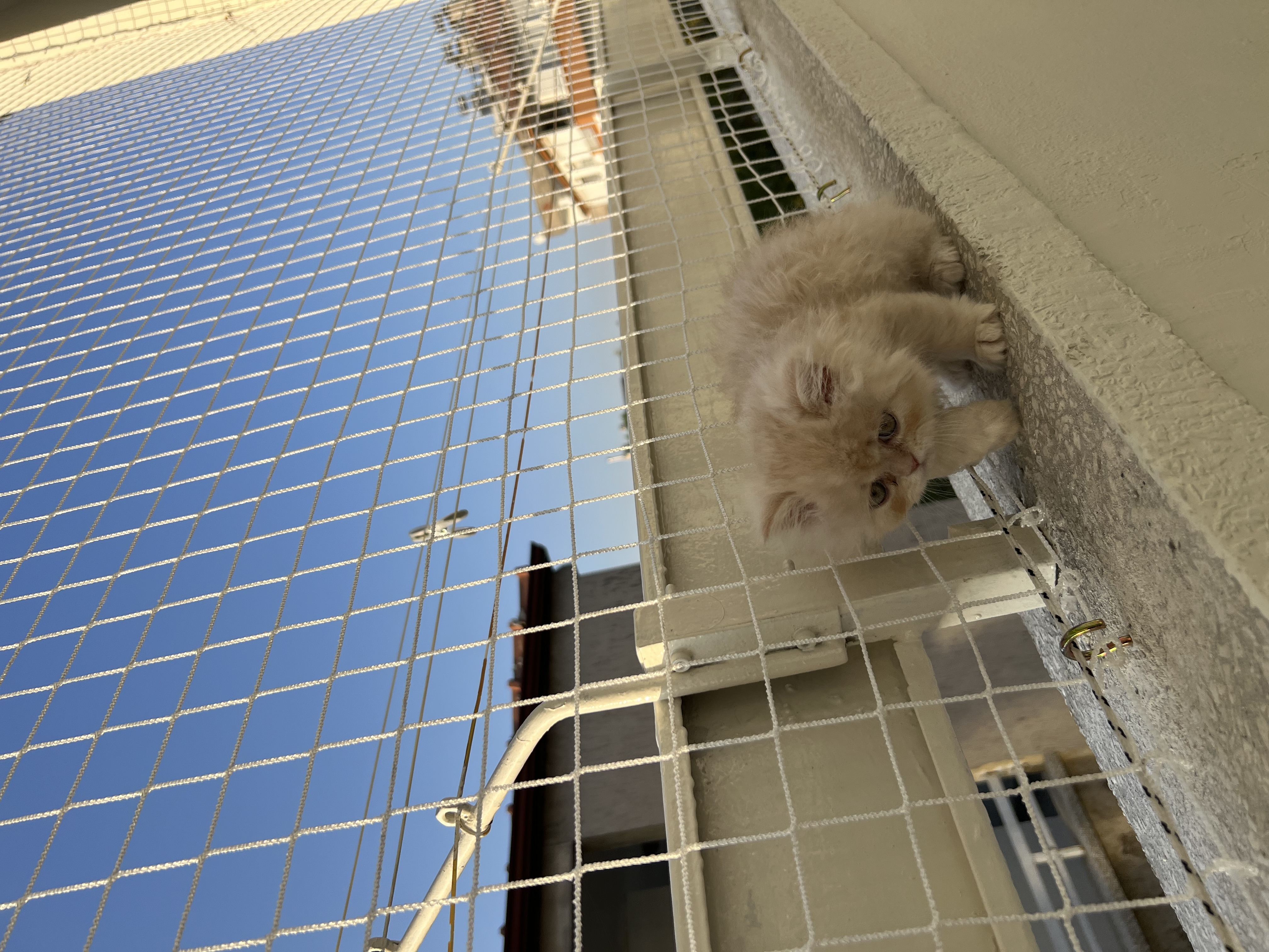 Kediler için koruma filesi